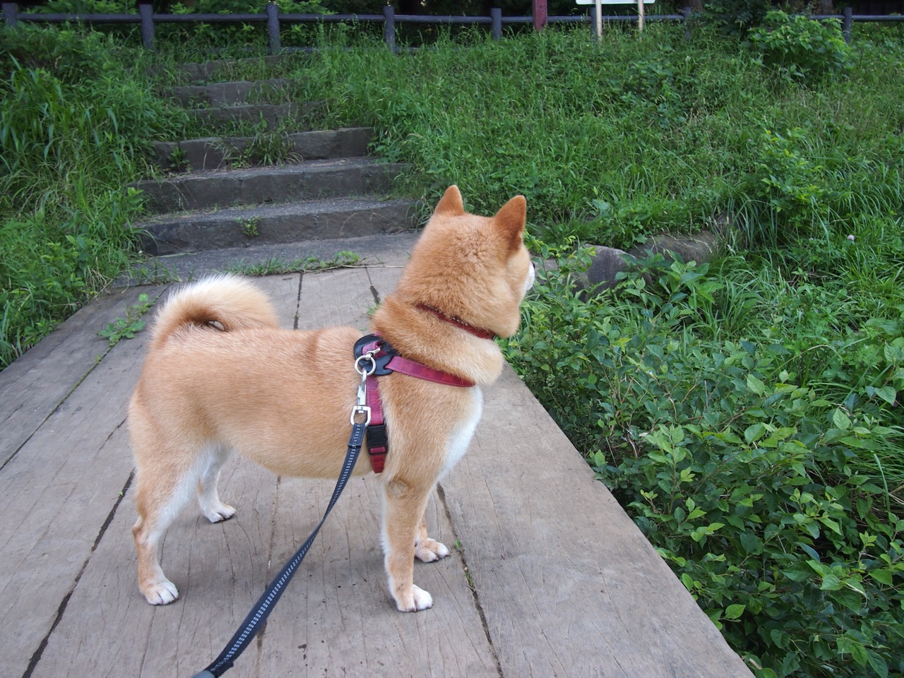 奥斯梅恩满分炫技！几内亚碾压卡塔尔，非洲足球宣告强势崛起