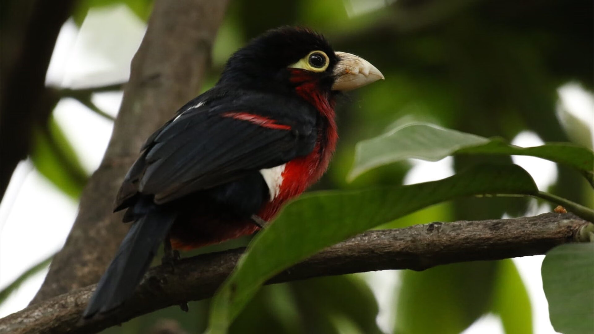英超争冠王座攻防，德甲火力横扫里昂，足球周末的双重奏