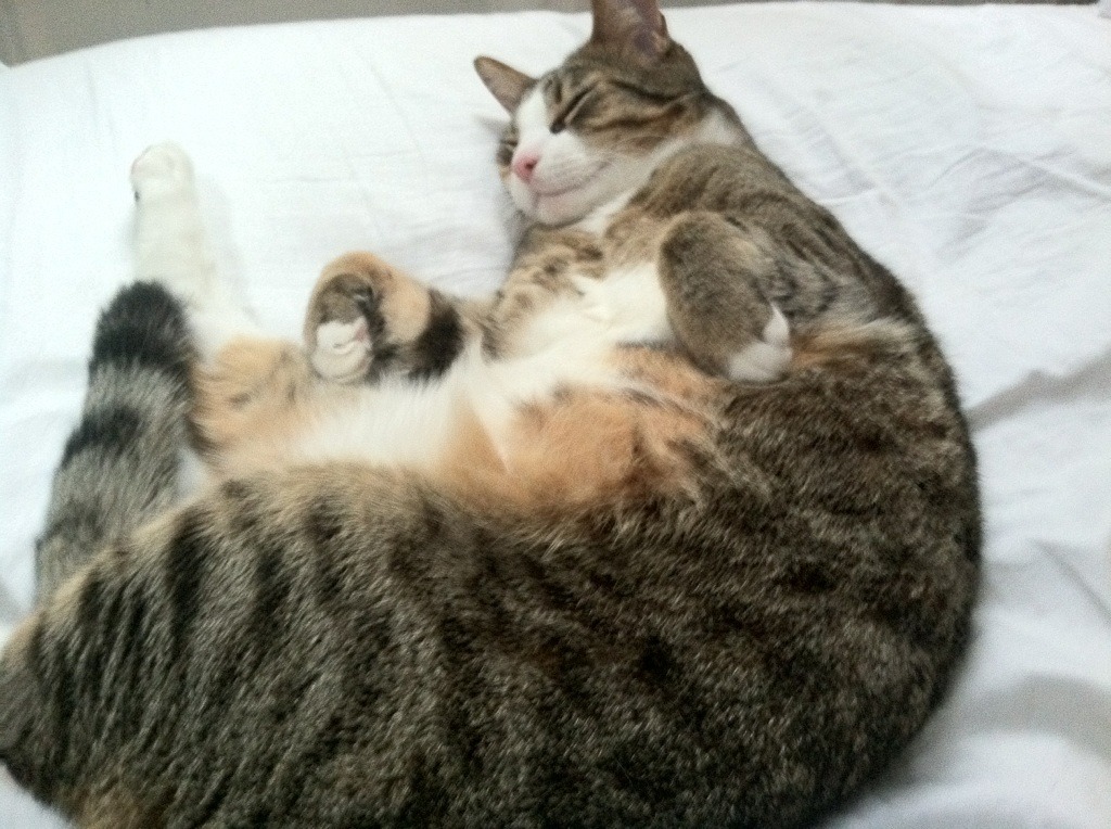 魔力引爆双城记，班凯罗生涯之夜与公牛淘汰吉林的平行狂想