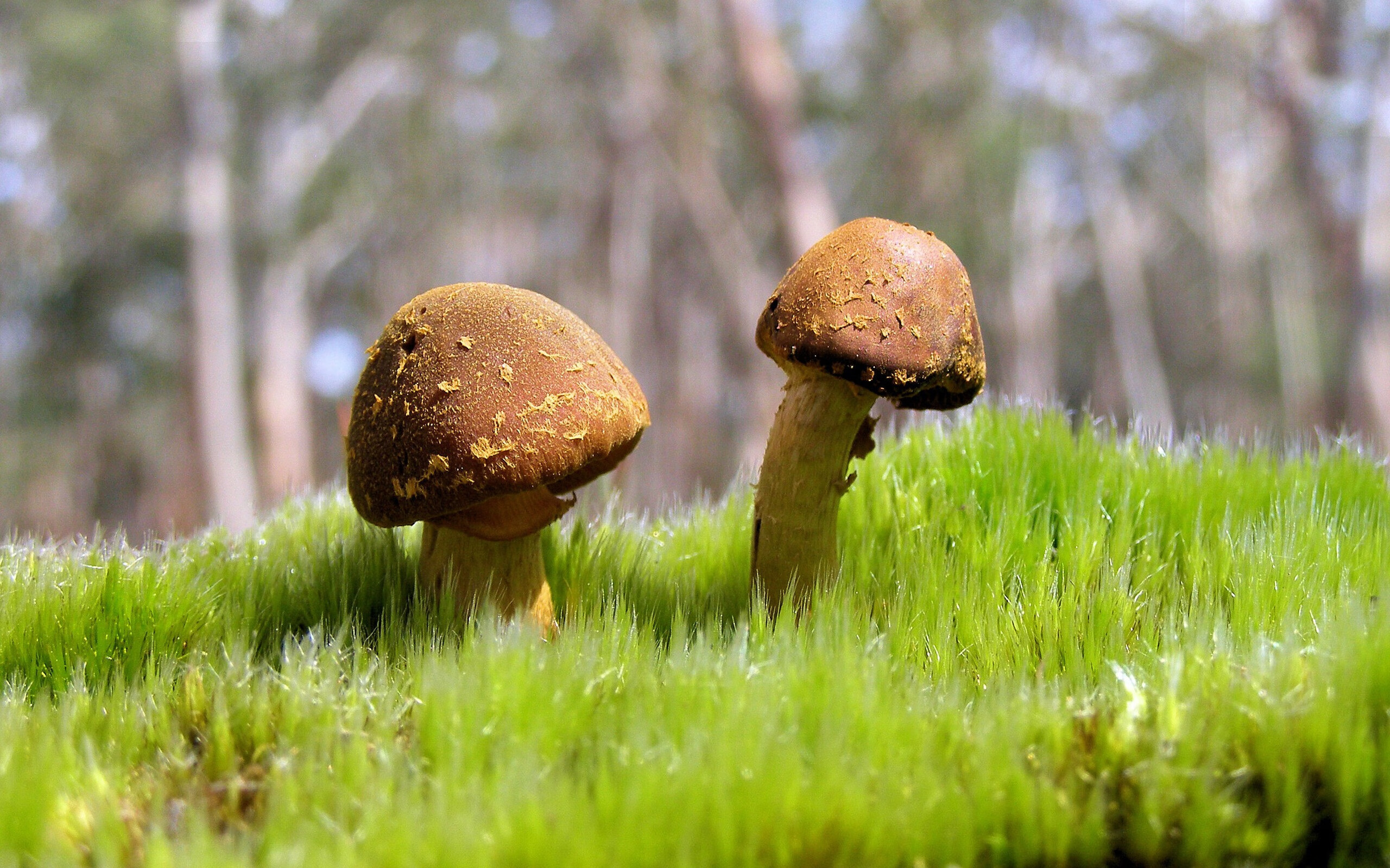 意甲焦点战思维解码，德国如何3-0粉碎加拿大信息战