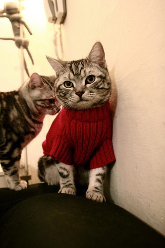 同一天空下的冰与火之歌，体育世界里唯一的共鸣