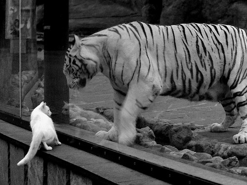 冰与火的碰撞，当德甲争冠夜遇上欧文式大场面先生